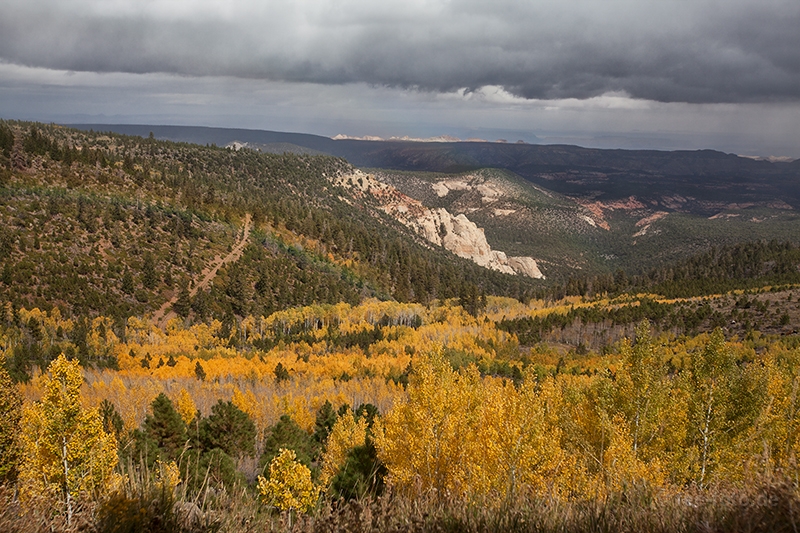 Leuchtende Espenwälder